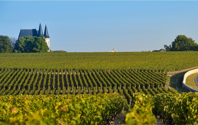 Bordeaux Vineyard